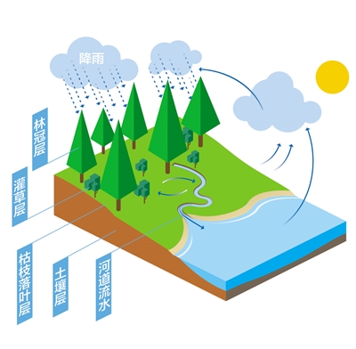 森林為什么是“水庫”？
