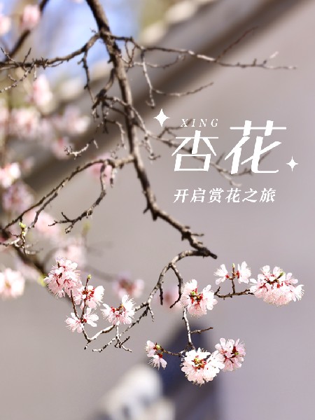 追花指南第六期！杏花雨 楊柳風(fēng) 北京最美的杏花在這里