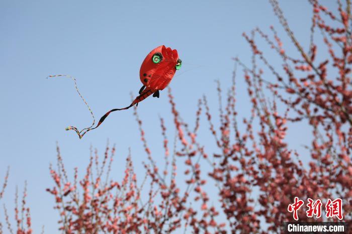 風(fēng)箏在花中飛舞?！∴囆?qiáng) 攝