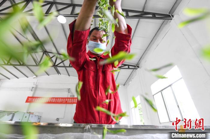 村民將茶葉攤青晾干。　楊華峰 攝