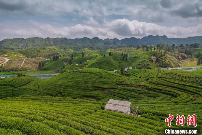 貴定縣云霧茶園?！√普?攝