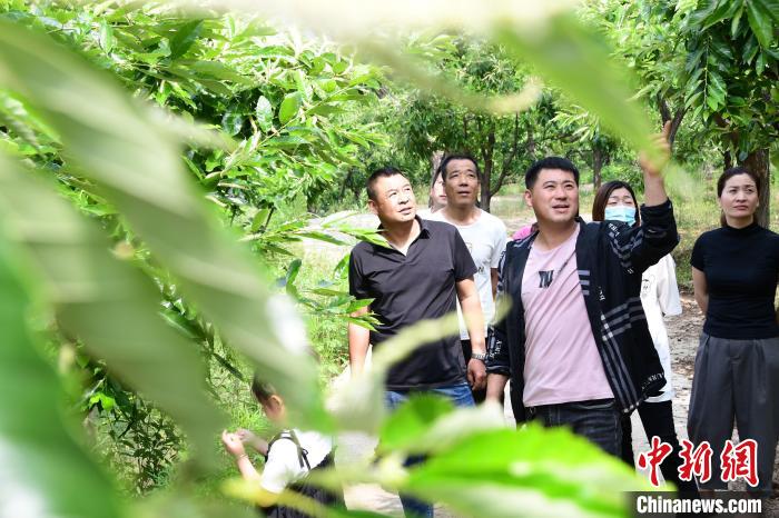 游客在欣賞栗樹花。　郝云崎 攝