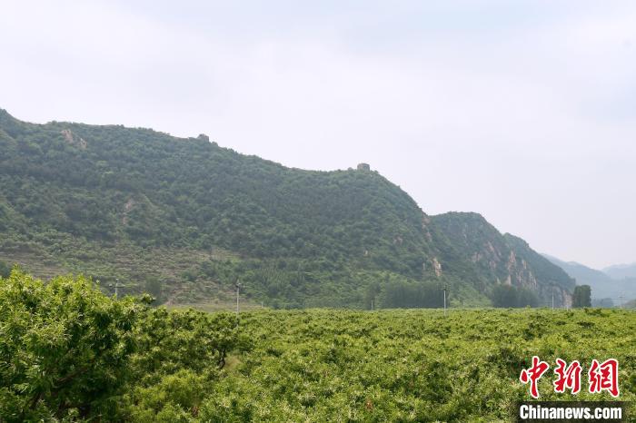 長(zhǎng)城腳下萬(wàn)畝栗花綻放，散發(fā)出淡淡清香?！『略破?攝