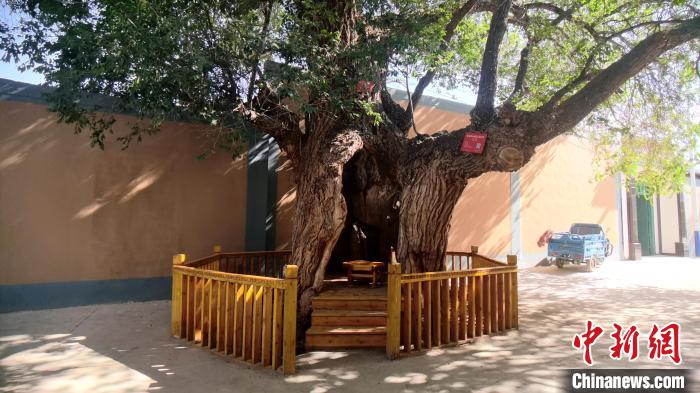 圖為阿河灘地質(zhì)文化村樹齡高達800年的空心古榆樹。　張海雯 攝