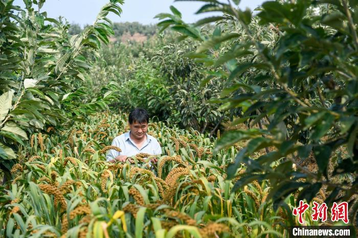 農(nóng)業(yè)專家劉正理正在查看谷子生長(zhǎng)情況?！≮w亮 攝