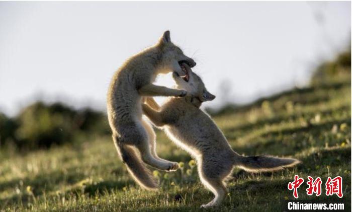 圖為郝進芳的作品《難分勝負》?！∏嗪Ｊ∑钸B山自然保護協(xié)會供圖