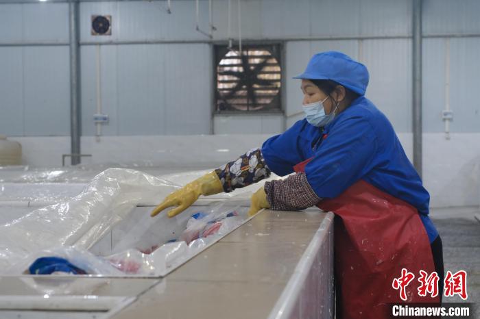 圖為一名工人正在檢查酸筍腌制情況。　劉俊聰 攝