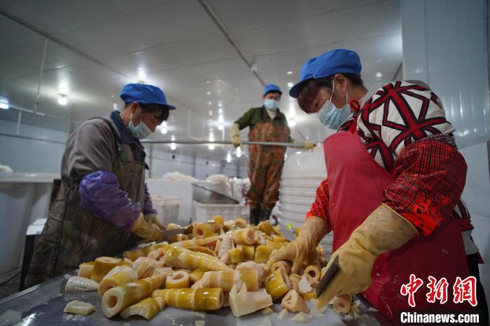 圖為多名工人正在將酸筍切成小塊。　韋國政 攝