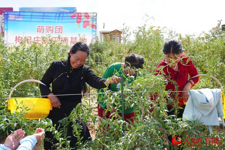 中寧縣來自西海固的移民大姐們一邊采摘新鮮枸杞一邊歌唱，笑由心生。人民網(wǎng)記者 何蒨攝
