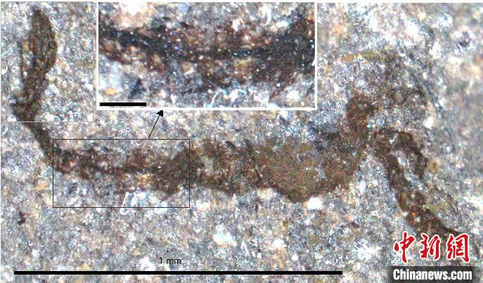 一個(gè)類似于寒武紀(jì)大附肢綱節(jié)肢動(dòng)物Yohoia的新物種(圖片來自Joe Botting)?！∈┢樟指瘛ぷ匀?供圖