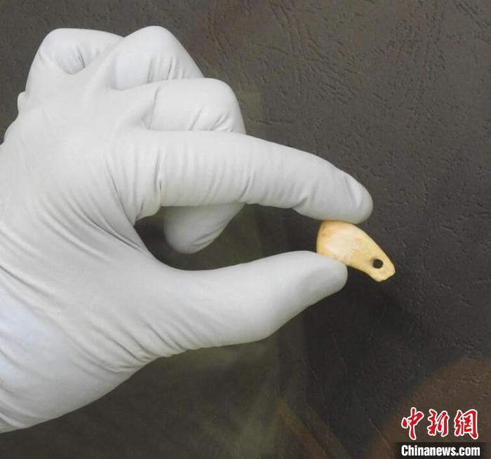 打孔鹿牙墜飾提取DNA后(圖片來自馬克斯·普朗克演化人類學研究所)?！∈┢樟指瘛ぷ匀?供圖
