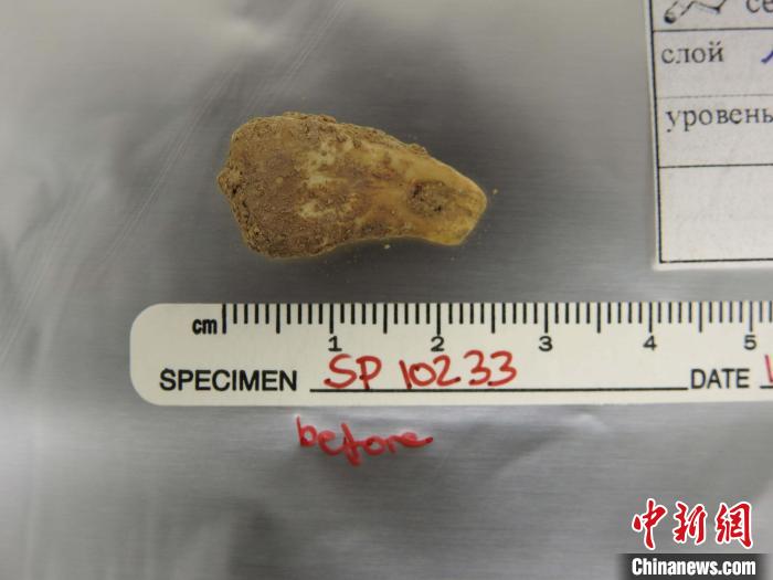 打孔鹿牙墜飾提取DNA前(圖片來自馬克斯·普朗克演化人類學研究所)?！∈┢樟指瘛ぷ匀?供圖