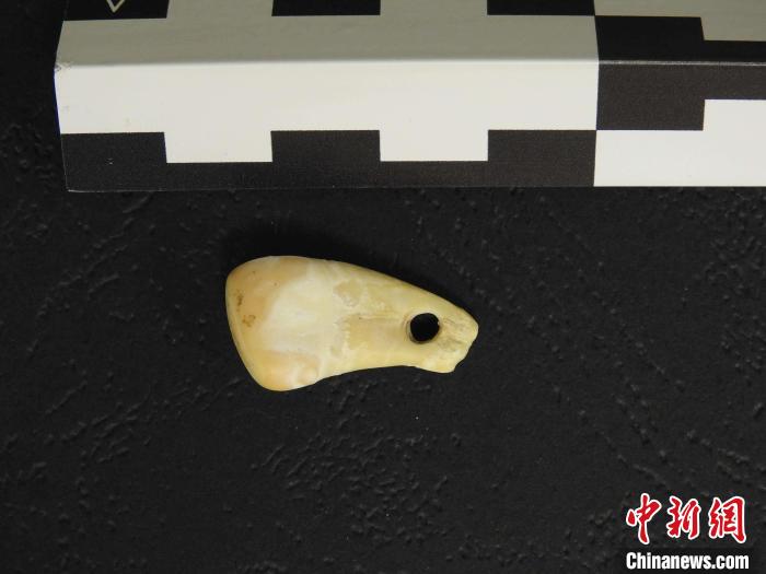 在南西伯利亞丹尼索瓦洞發(fā)現(xiàn)的打孔鹿牙墜飾(圖片來自馬克斯·普朗克演化人類學研究所)?！∈┢樟指瘛ぷ匀?供圖