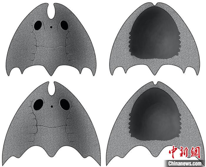 九江江夏魚(yú)(上)和后棘江夏魚(yú)(下)(史愛(ài)娟/繪)?！≈锌圃汗偶棺邓?供圖
