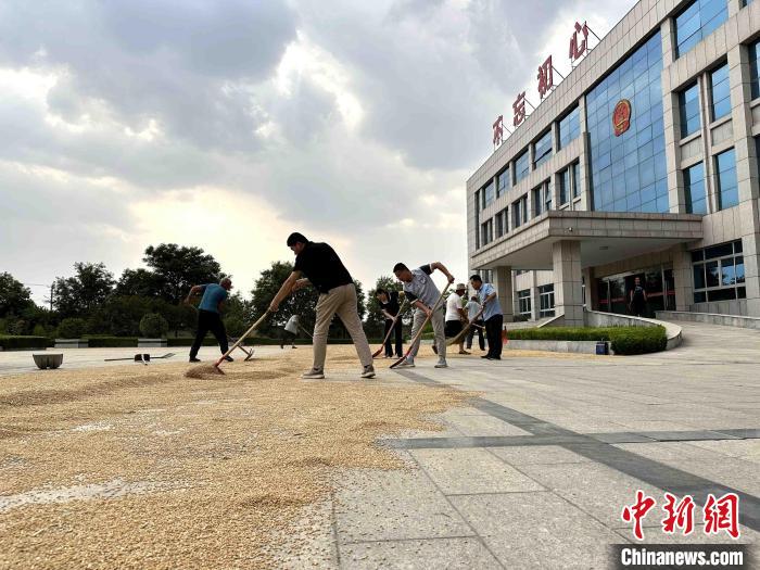 平原縣組織志愿者幫助農(nóng)民晾曬小麥?！垈?攝