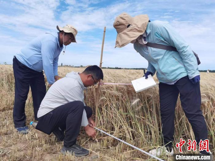 去年新疆冬小麥高產(chǎn)紀(jì)錄是863.8公斤?！⊙Μ| 攝