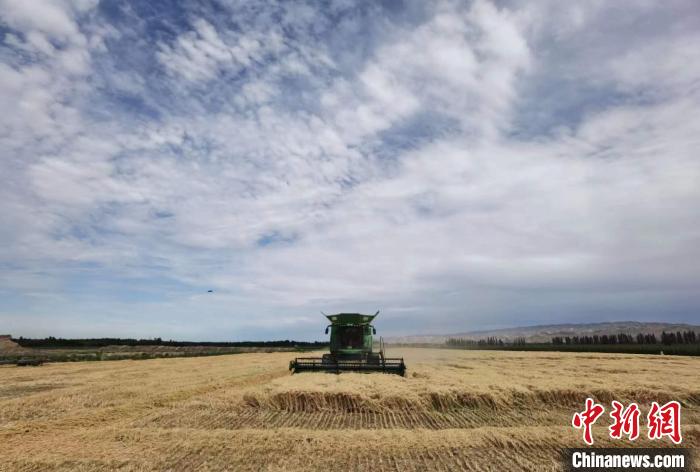 894.3公斤！石河子一麥田再創(chuàng)新疆冬小麥畝產(chǎn)新高