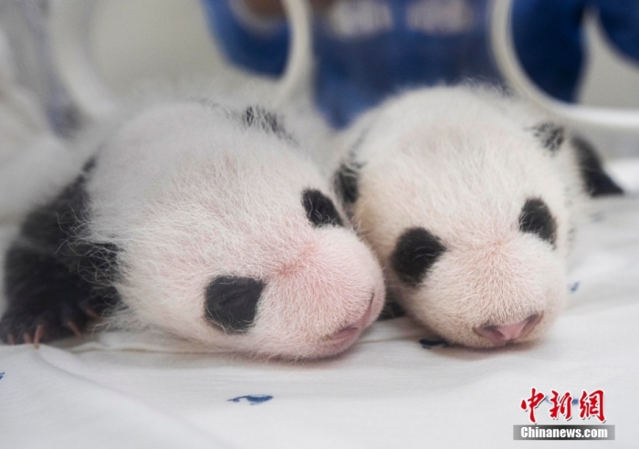 當(dāng)?shù)貢r(shí)間8月7日，韓國(guó)三星愛寶樂園公布雌性雙胞胎大熊貓幼崽(左為姐姐，右為妹妹)于6日拍攝的滿月照。愛寶樂園 供圖