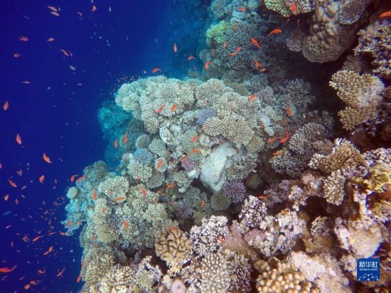  這是10月2日在埃及西奈半島達(dá)哈布藍(lán)洞內(nèi)拍攝的珊瑚和魚(yú)類(lèi)。新華社記者 隋先凱 攝