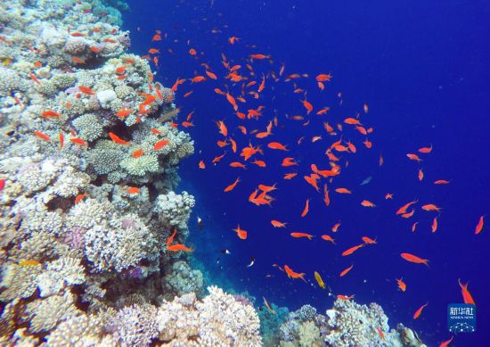  這是10月2日在埃及西奈半島達(dá)哈布藍(lán)洞內(nèi)拍攝的珊瑚和魚(yú)類(lèi)。新華社記者 隋先凱 攝