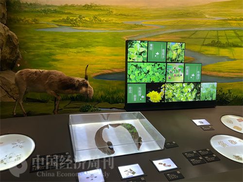   （中醫(yī)藥博物館展出的各類(lèi)中藥材令人應(yīng)接不暇。中國(guó)經(jīng)濟(jì)周刊記者 郭志強(qiáng) 攝）