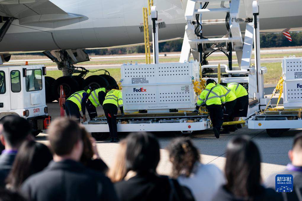 11月8日，在美國弗吉尼亞州的華盛頓杜勒斯國際機場，裝有大熊貓的特制“旅行包廂”準備運上專機。新華社記者劉杰攝