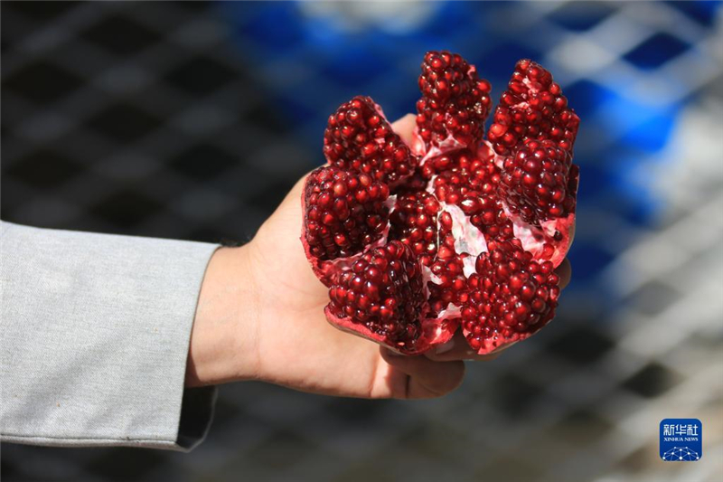 11月10日，在阿富汗首都喀布爾，商販展示產(chǎn)自阿富汗南部坎大哈省的石榴。新華社發(fā)（塞夫拉赫曼·薩菲攝）