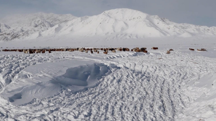 蒙古國近日發(fā)生雪災(zāi)。圖片來源：蒙政府網(wǎng)站