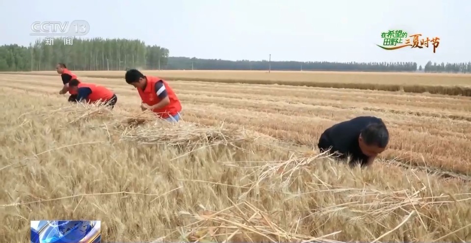 “三夏”生產(chǎn)思維導(dǎo)圖安排上了！還有政府大院等你來(lái)“曬”
