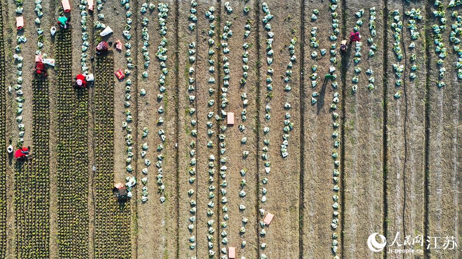 效佐社區(qū)村民對苗木進行田間管理。丁華明攝