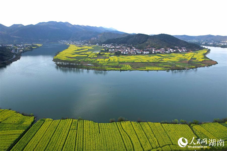 春江水暖，油菜花開。人民網(wǎng) 李芳森攝