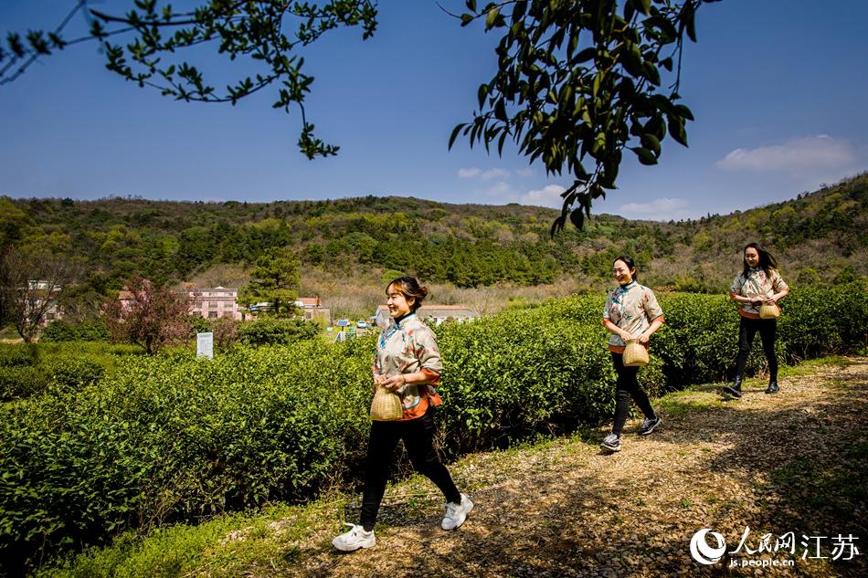茶農(nóng)走進(jìn)茶園。浦克承攝