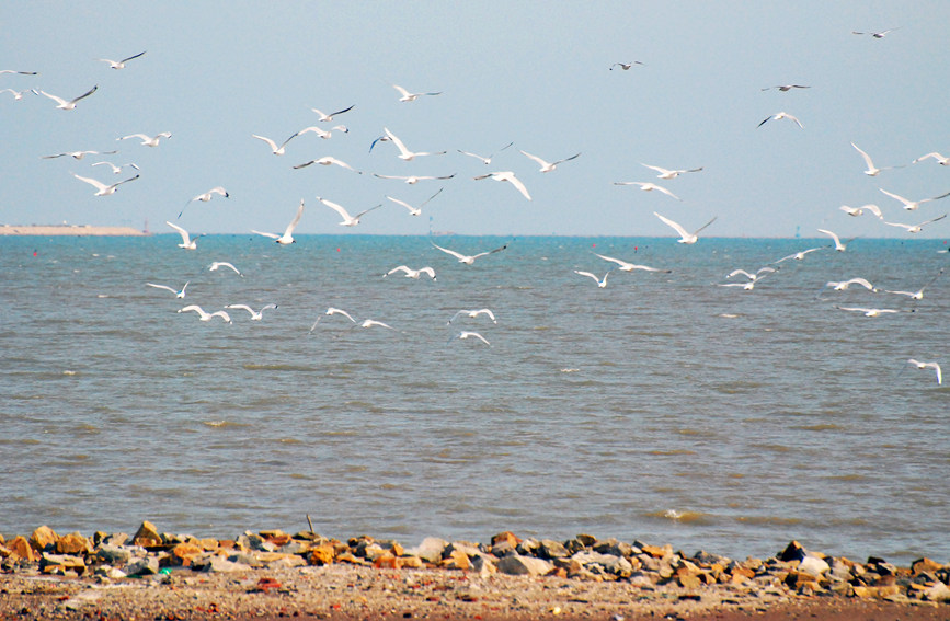 “鳥中大熊貓”遺鷗飛抵濱城。戈榮喜攝