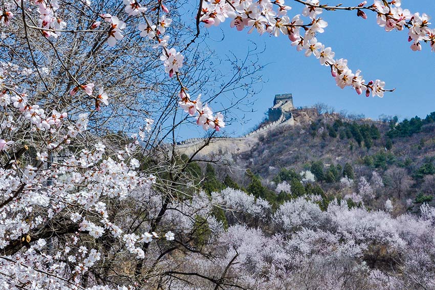 眼下，八達(dá)嶺長(zhǎng)城內(nèi)外春花爭(zhēng)艷。陸軍攝