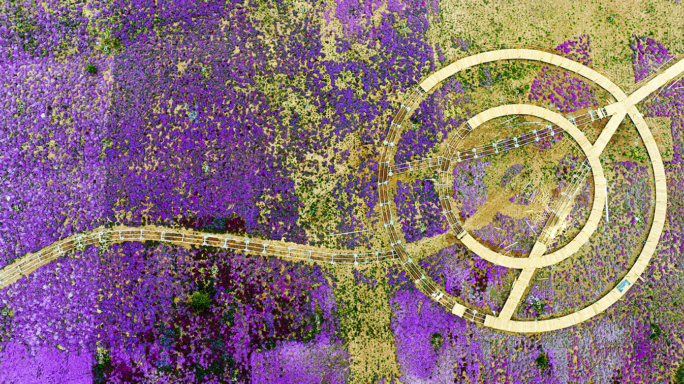 邯鄲市復(fù)興區(qū)德豐生態(tài)園的300畝芝櫻花進入最佳觀賞期。放眼望去，五彩音符和豎琴造型下的芝櫻花恰似披上了一層色彩斑斕的錦緞，蔚為壯觀。聶長青攝