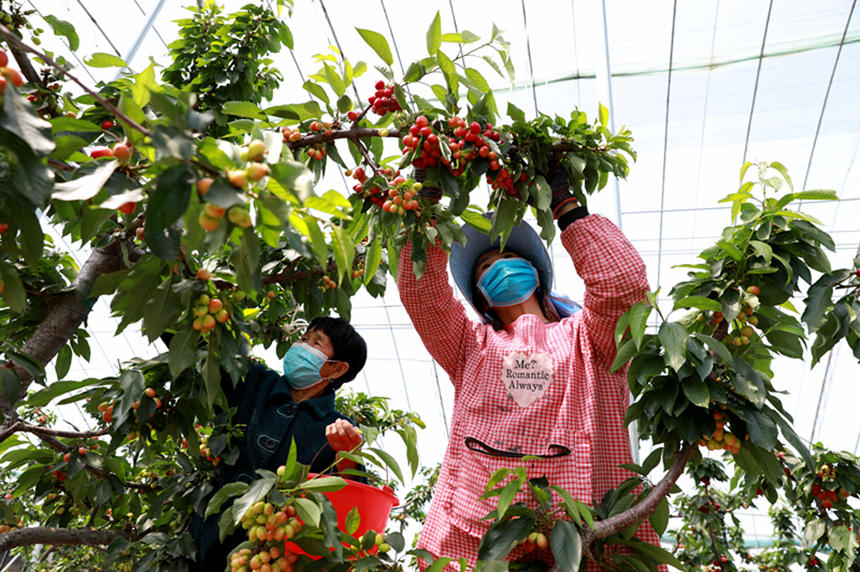 河北省邢臺(tái)市任澤區(qū)東古城村果農(nóng)在大棚里采摘櫻桃。 宋杰攝