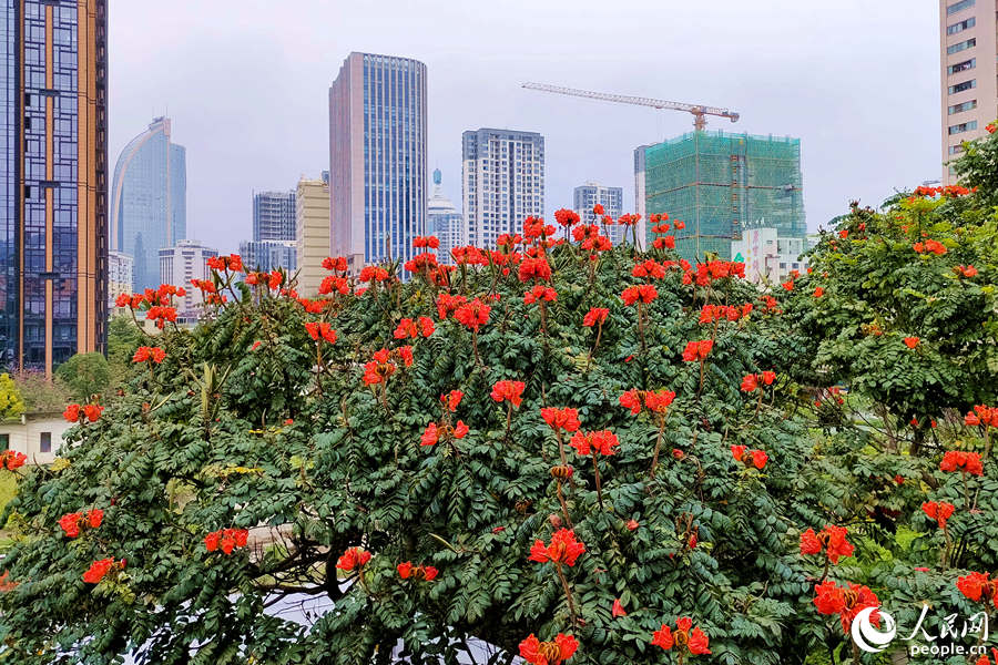 廈門火焰木進(jìn)入盛放期。人民網(wǎng) 陳博攝