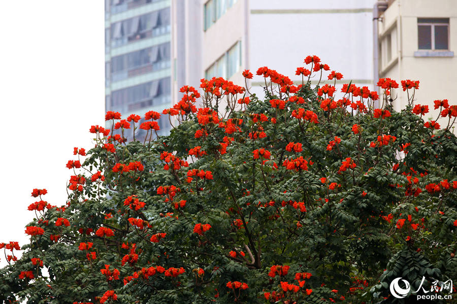 廈門市金榜公園旁的火焰木滿樹繁花。人民網(wǎng) 陳博攝