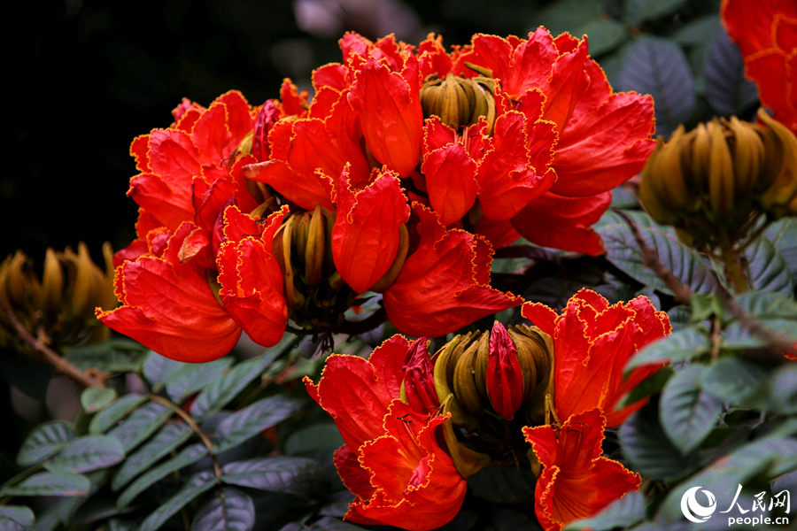 一朵朵紅花在枝葉頂端綻放。人民網(wǎng) 陳博攝