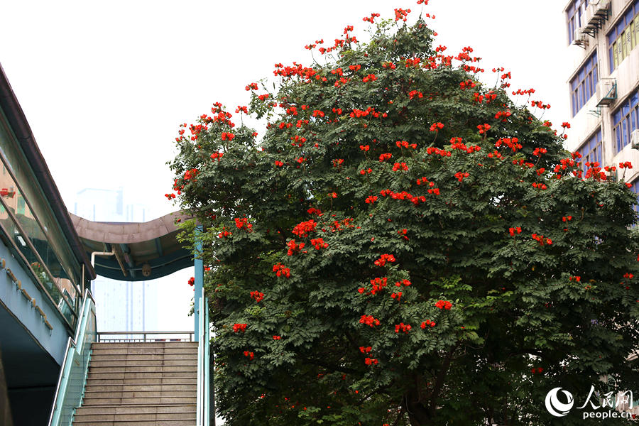 廈門市金榜公園BRT站旁的火焰木。人民網(wǎng) 陳博攝