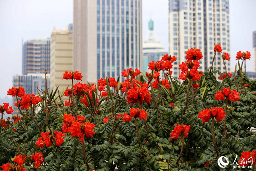 火焰木花朵在樹頂連片盛開。人民網(wǎng) 陳博攝