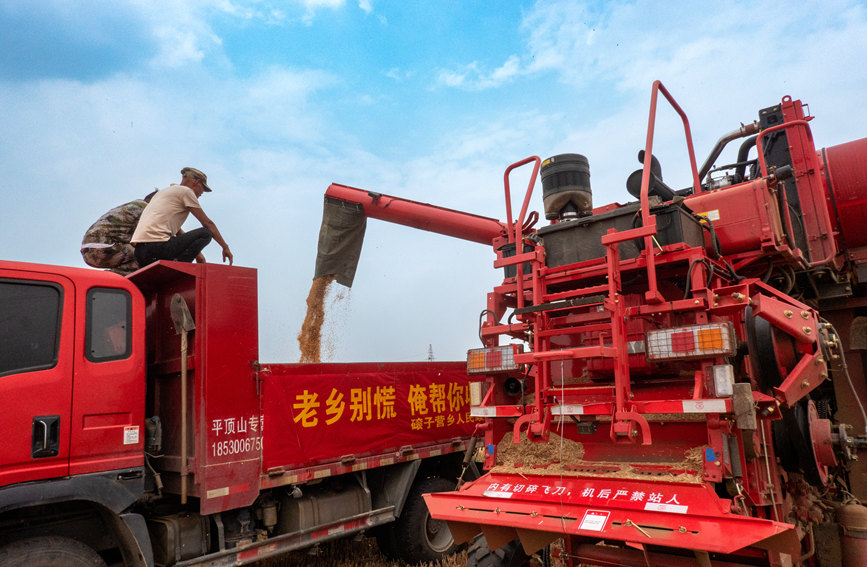 魯山縣組織多種形式的志愿隊(duì)伍，幫助困難群眾解決夏收夏種難題。葉全花攝