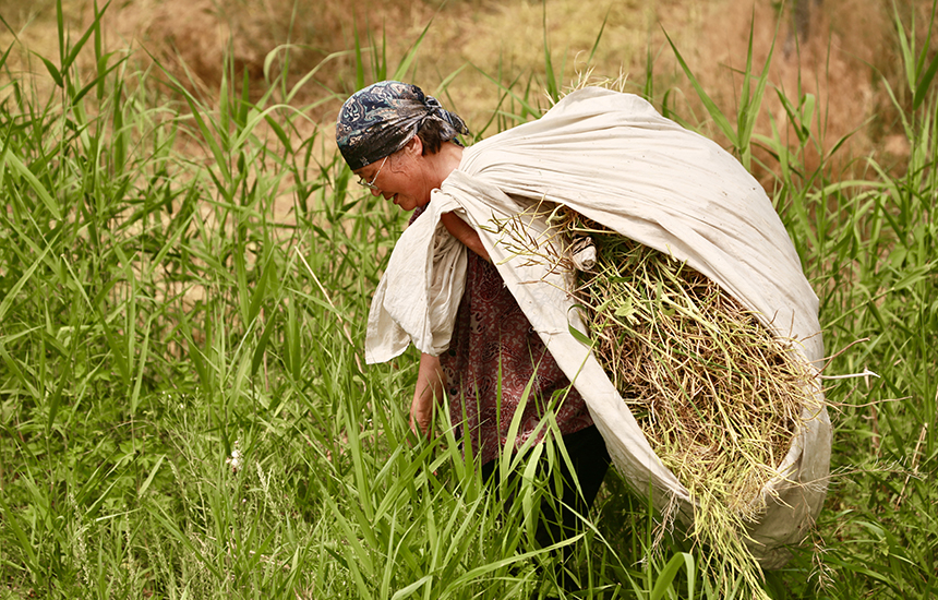 村民在收割油菜花，臉上綻放著豐收的喜悅。陳英華攝