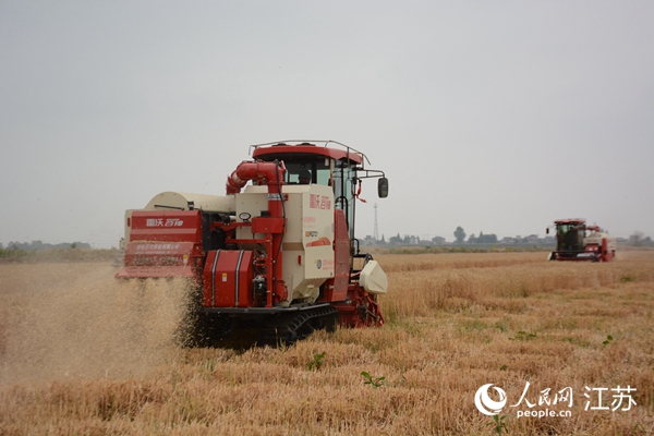5月下旬，勝利圩高標(biāo)準(zhǔn)農(nóng)田內(nèi)，大型收割機作業(yè)。韋東寧攝