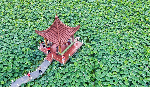 圖為金湖萬(wàn)畝荷花蕩。陳義寶攝