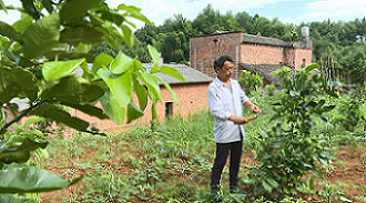 泉塘村村民正在修剪柚子樹樹枝。單位供圖