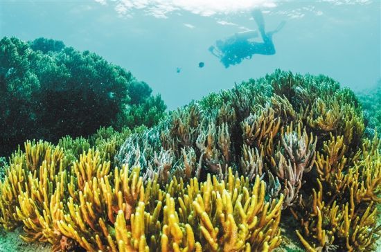 在三亞蜈支洲島附近海域，游客在體驗海底美景。 本報記者 武威 通訊員 韋尚婷 攝