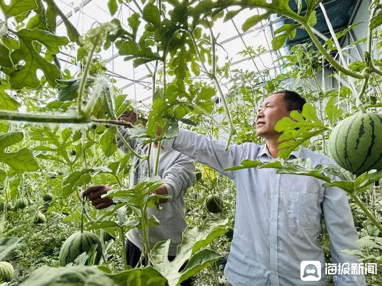 西瓜、藍(lán)莓、草莓上高原！山東濰坊援藏組因地制宜打造特色蔬菜發(fā)展中心