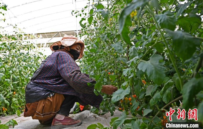 圖為巴珍在地里勞作。　趙朗 攝