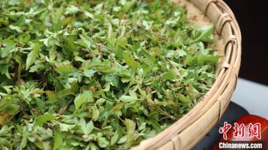 圖為班瑪藏雪茶?！O睿 攝